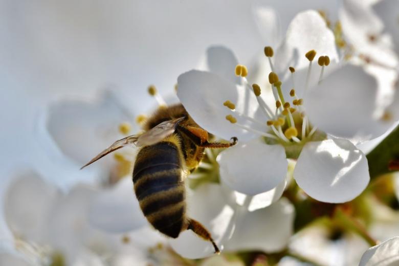 Pszczoła zapylająca kwiat jabłoni