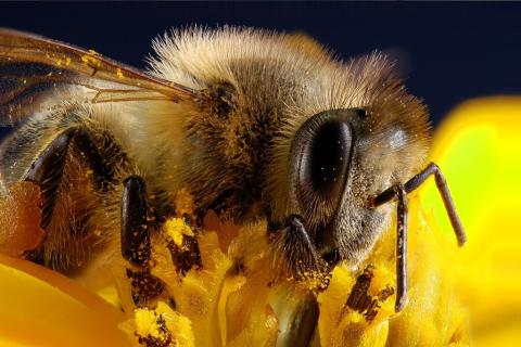Pszczoła na żółtym kwiatku